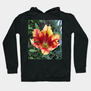 Flamboyant Parrot Tulip Hoodie